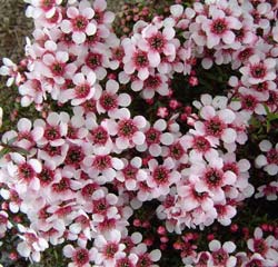 Leptospermum 'humifusum'